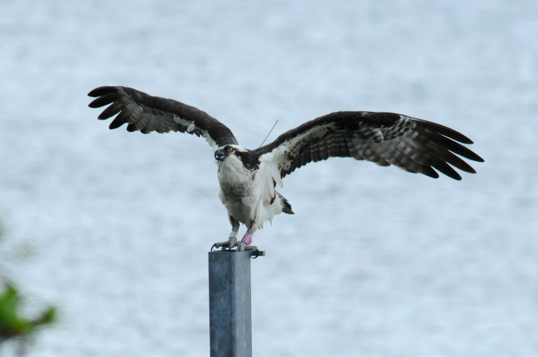 OspreyTrak Investigating migration routes of Chesapeake Bay Osprey using satellite tracking