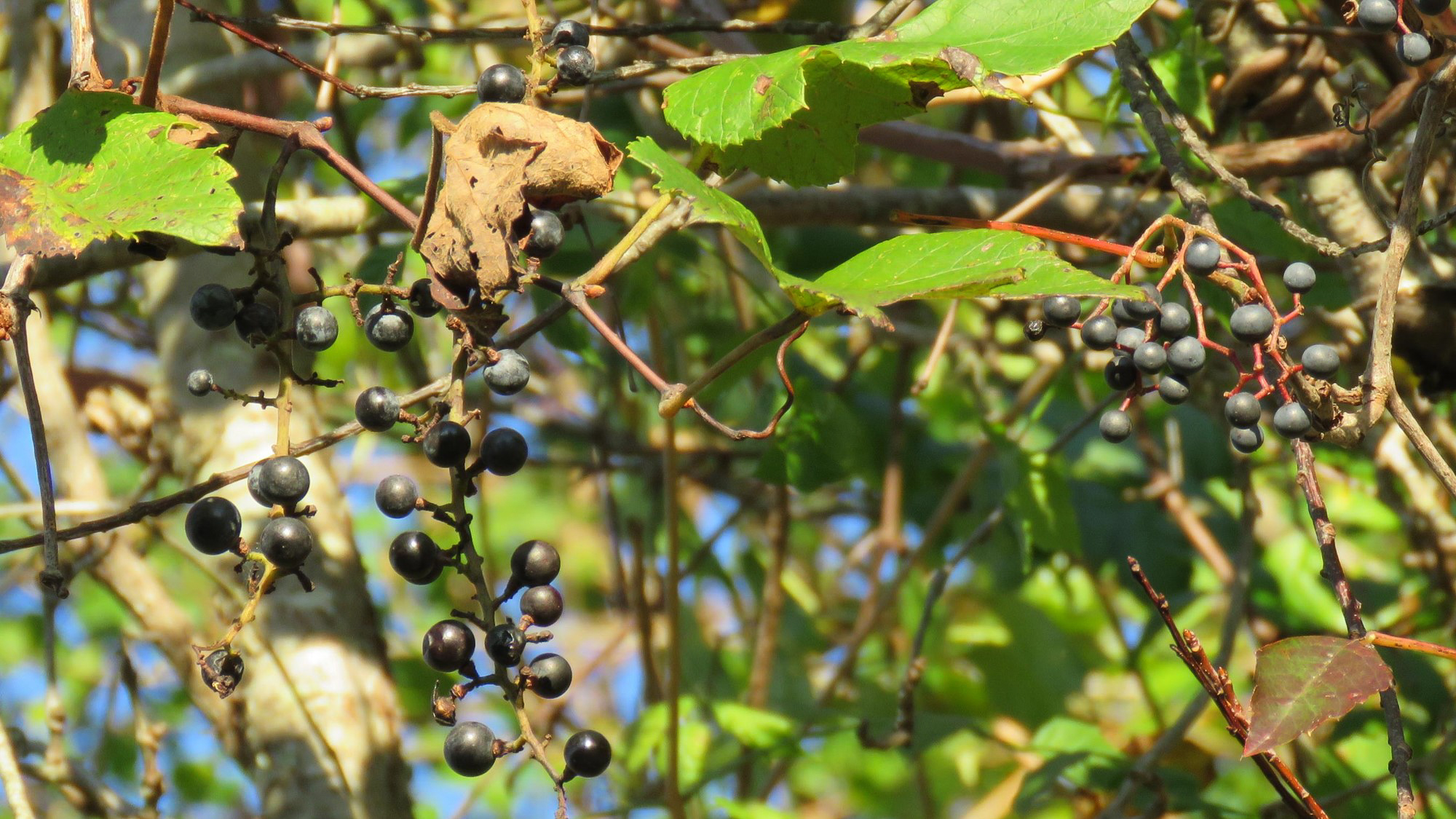 Ripening Fruits Fuel Migrating Songbirds The Center for Conservation