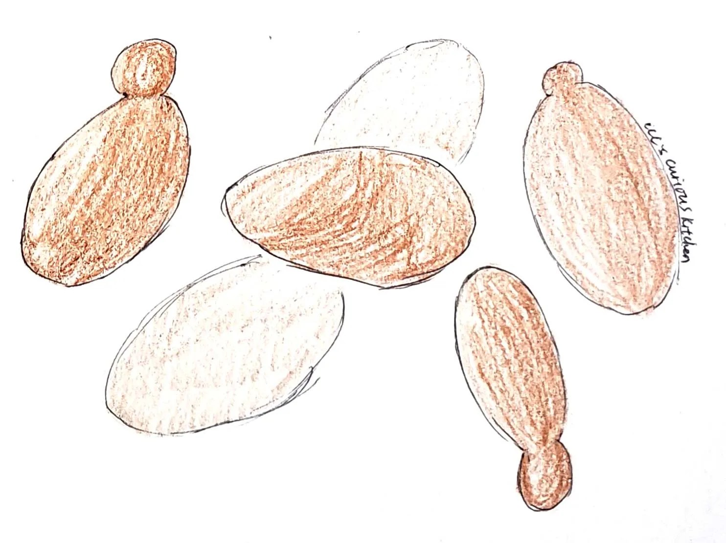 Leavening in the Kitchen Yeast CCC's Curious Kitchen