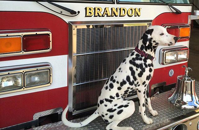 History/Origin of the Dalmatian