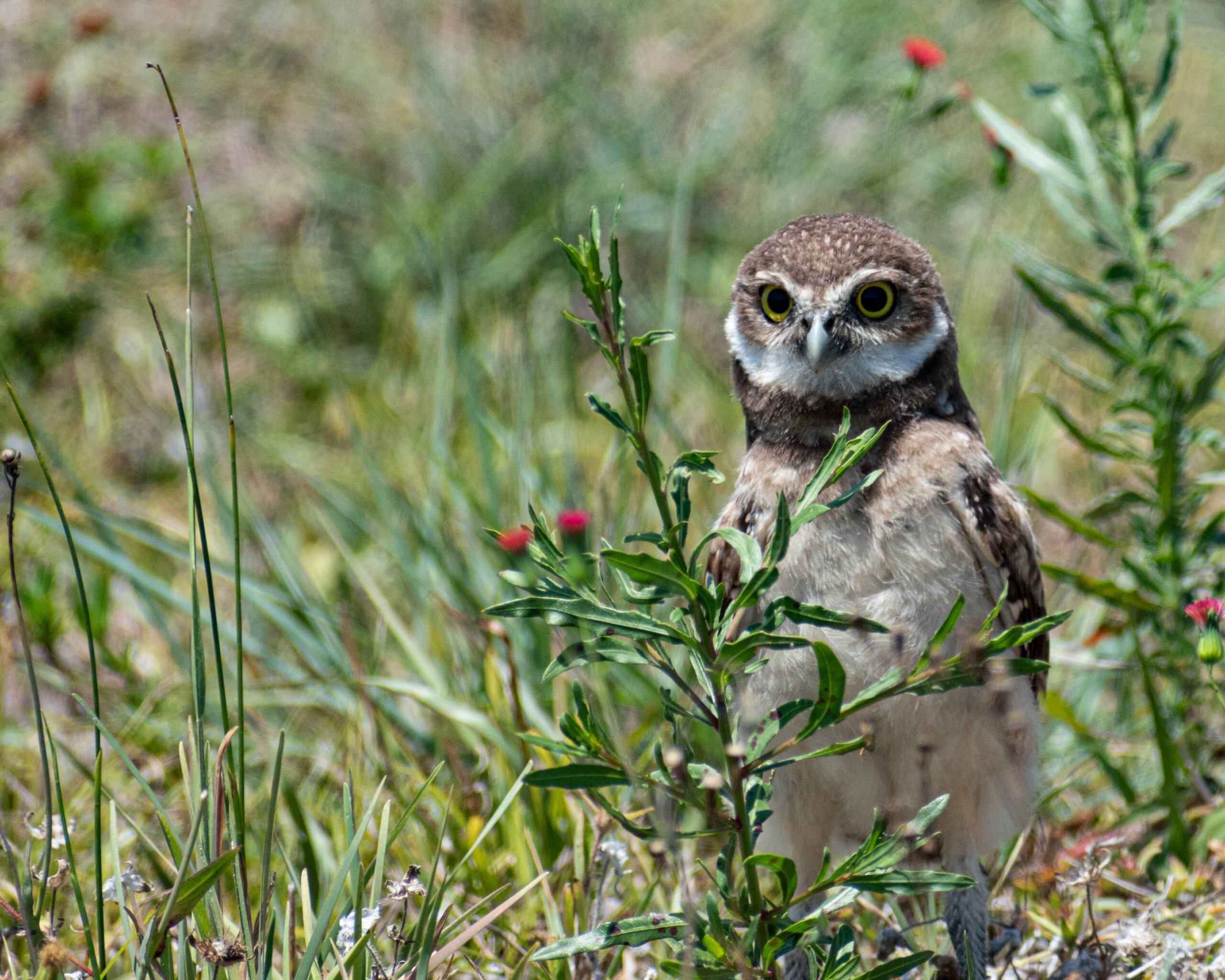 Burrowing Owl Photo Contest 2021 Cape Coral Friends of Wildlife Dedicated to Protection