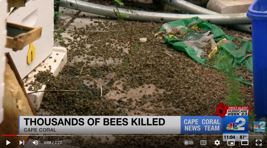 Thousands of bees found dead at Cape Coral home Cape Coral Friends of