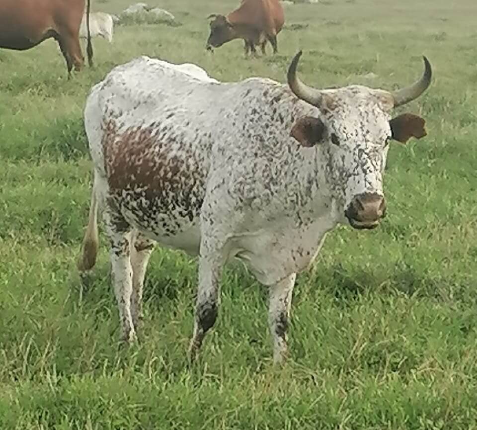 Of Cash Cows, Beach Cows, Nguni Cows and Lobola… Cross Country