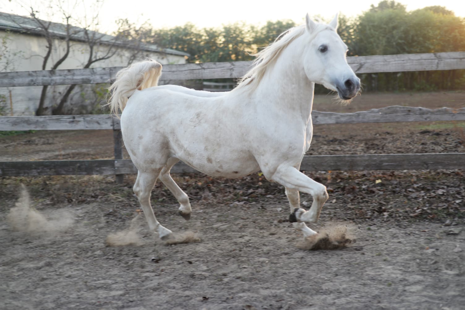 cavallo bianco2 CAMERA DI COMMERCIO ITALIANA PER L'UNGHERIA