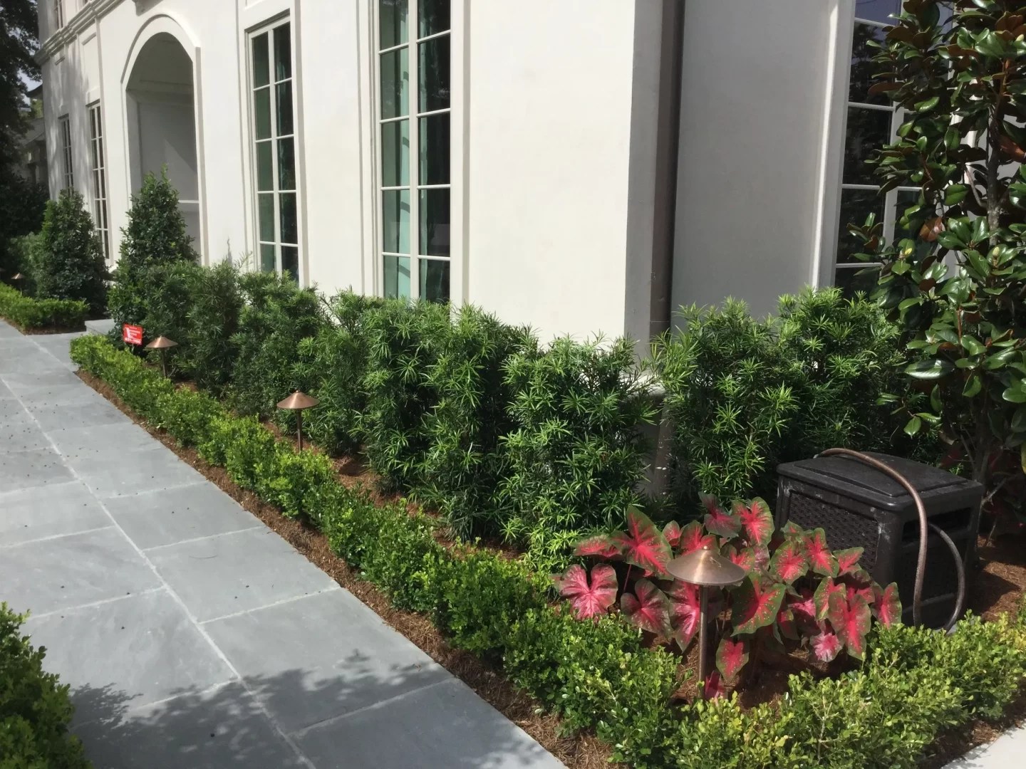 Louisiana Native Plants