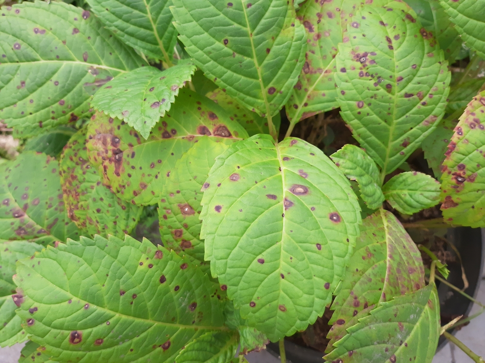 Why do my Hydrangeas have Spots? Clean Cut Landscape Co.