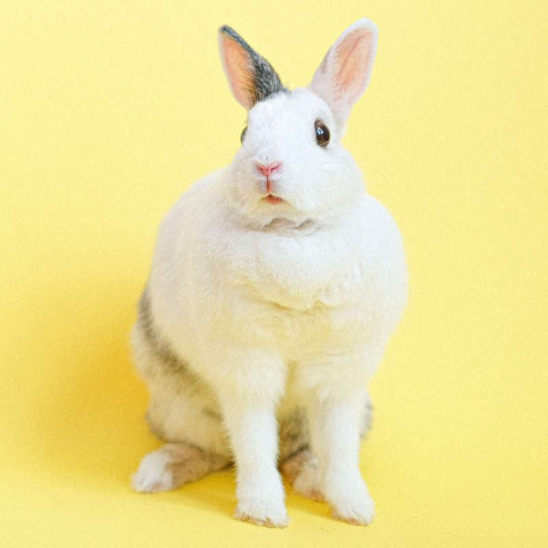 Creature Comforts Pet Sitting & Small Pet Boarding Services