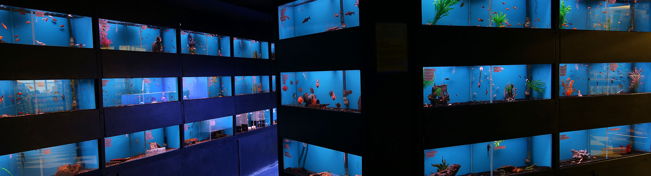 Creature Comforts Pet Store in Binghamton NY