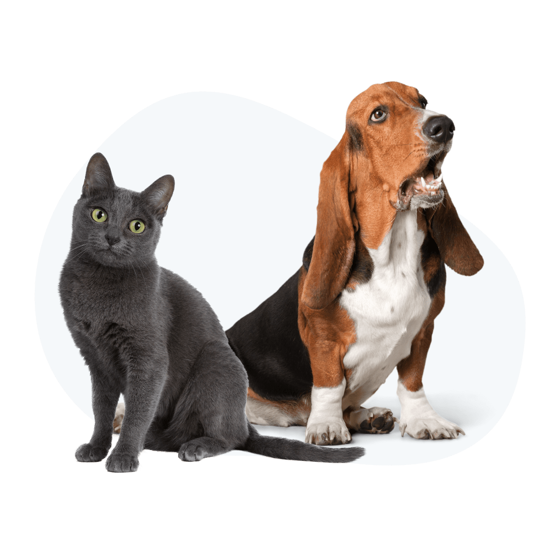Pet Online Store In Sanford & Winter Park, FL CCPH