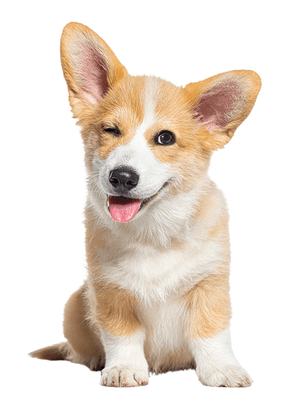 Vitality Dog Shampoo and Conditioner CCPI