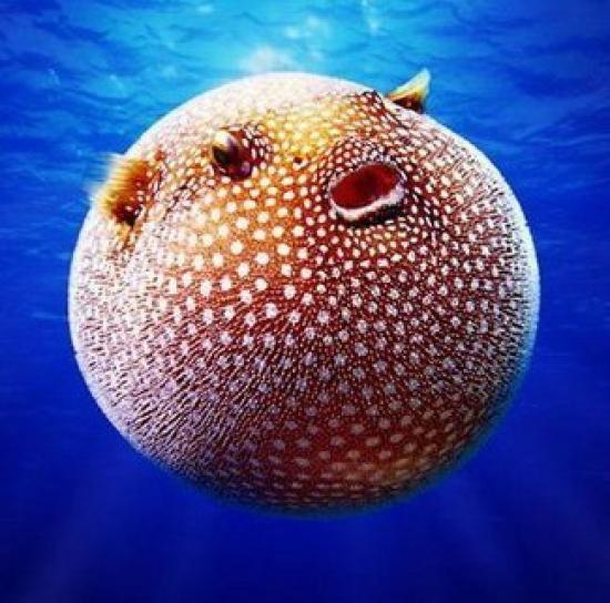 ちょこっとブサイクだけど愛嬌があって美しい魚の写真16枚 オモシロ画像の集積