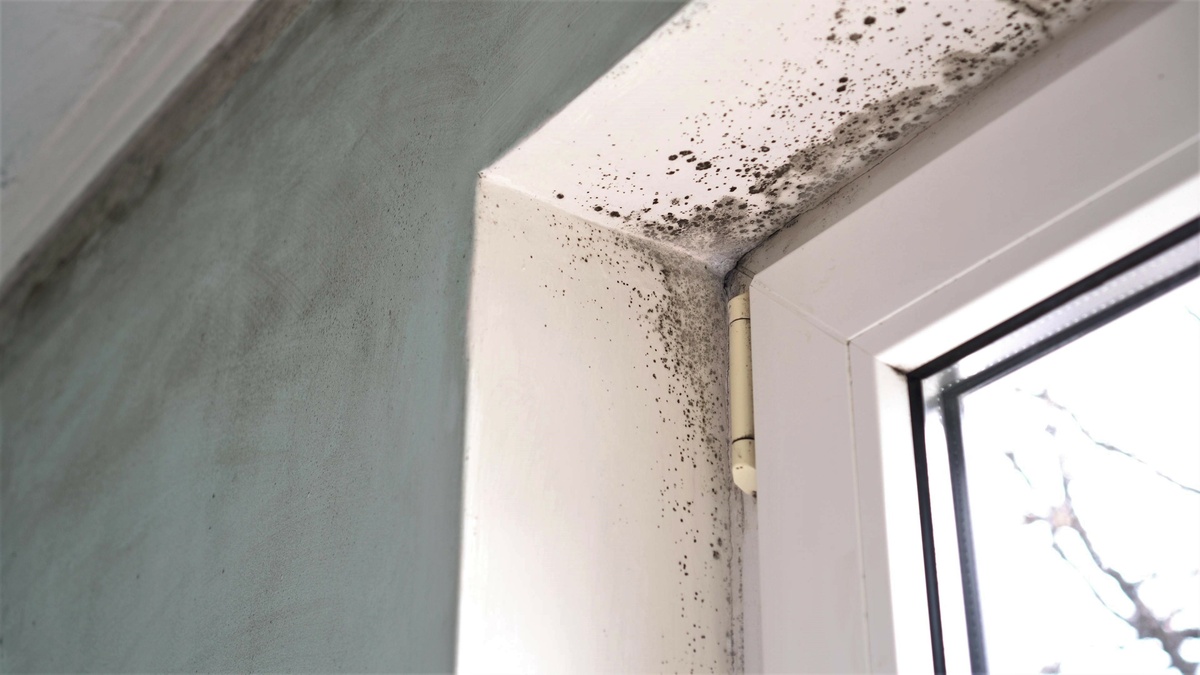 Can Black Mold Make You Sick? CCR