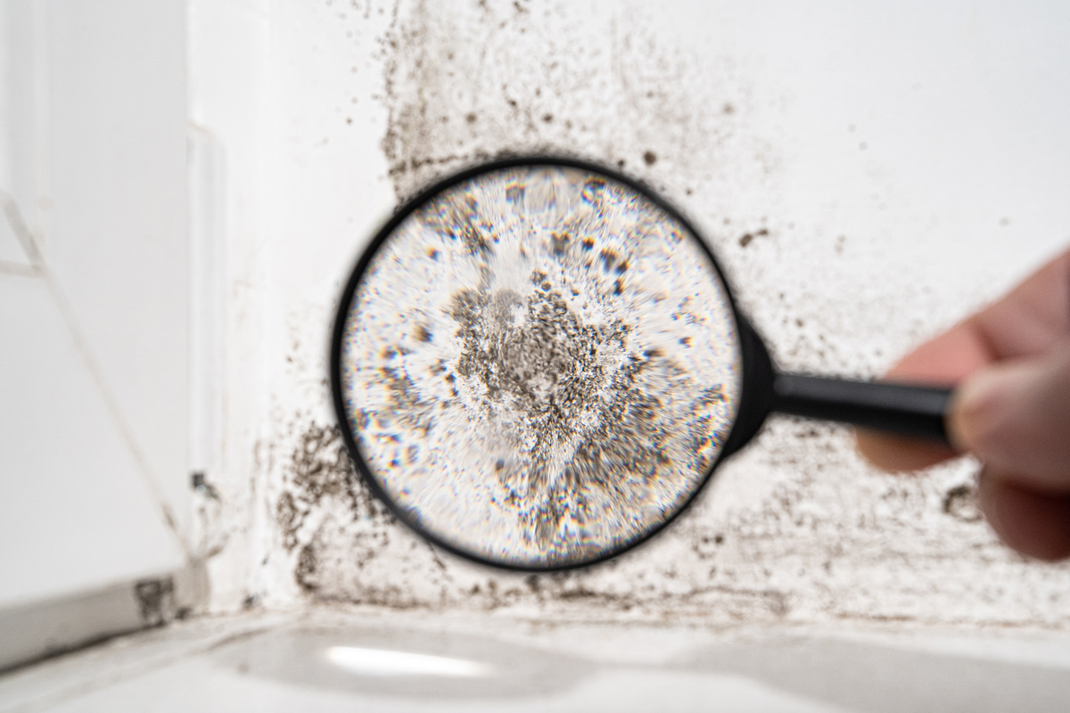 Can Black Mold Make You Sick? CCR