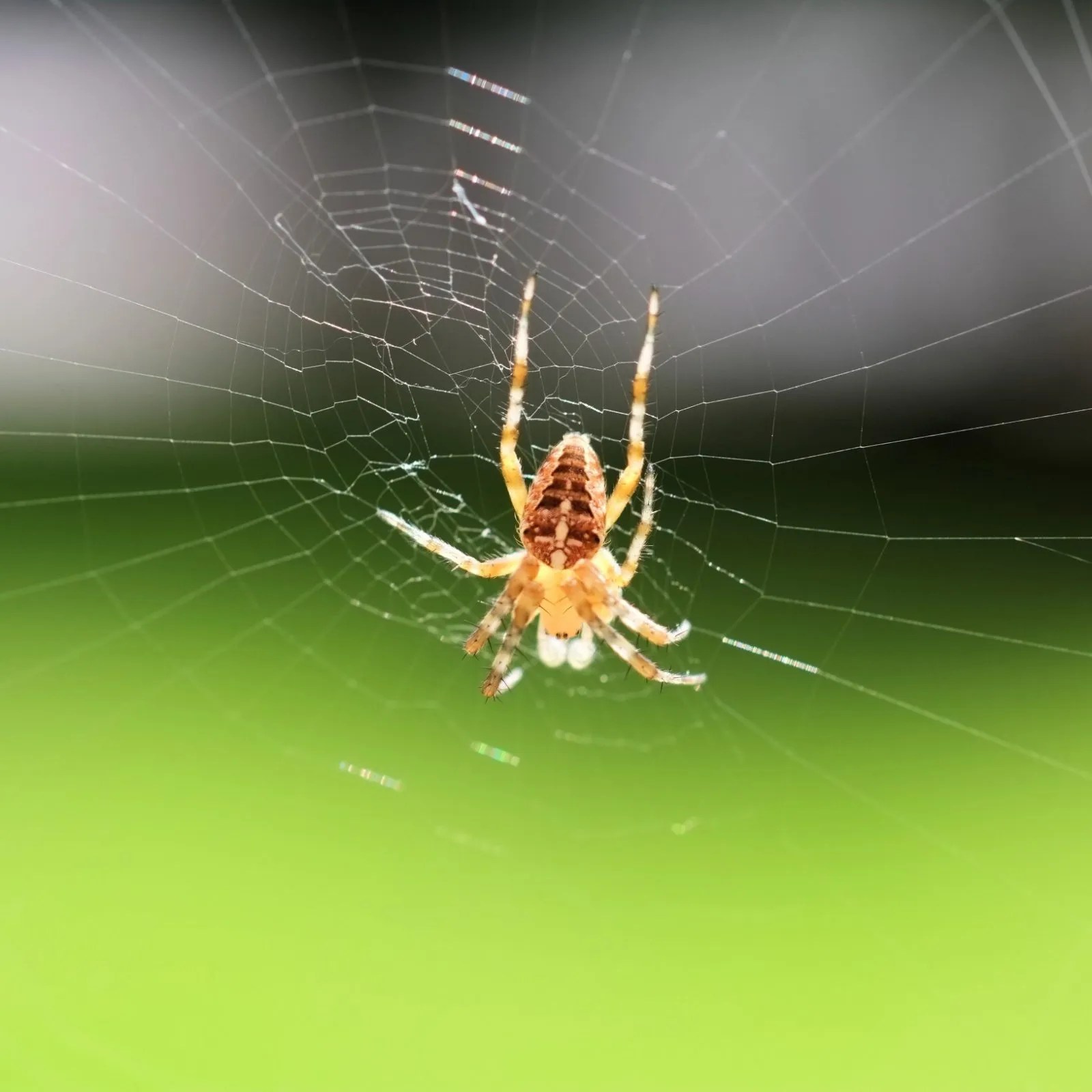 Pest Control London Spiders Control CCS Environmental Pest Control