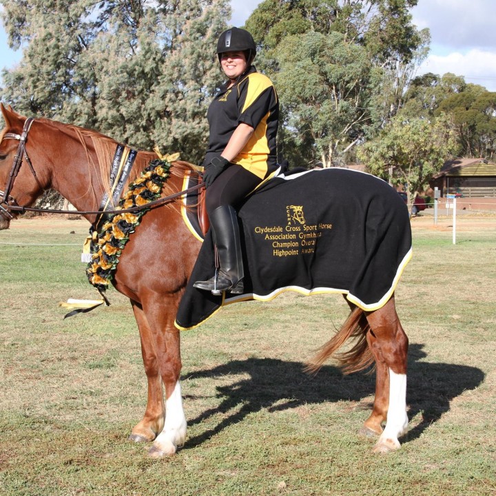Clydesdale Cross Sport Horse Association Promoting the Clydesdale