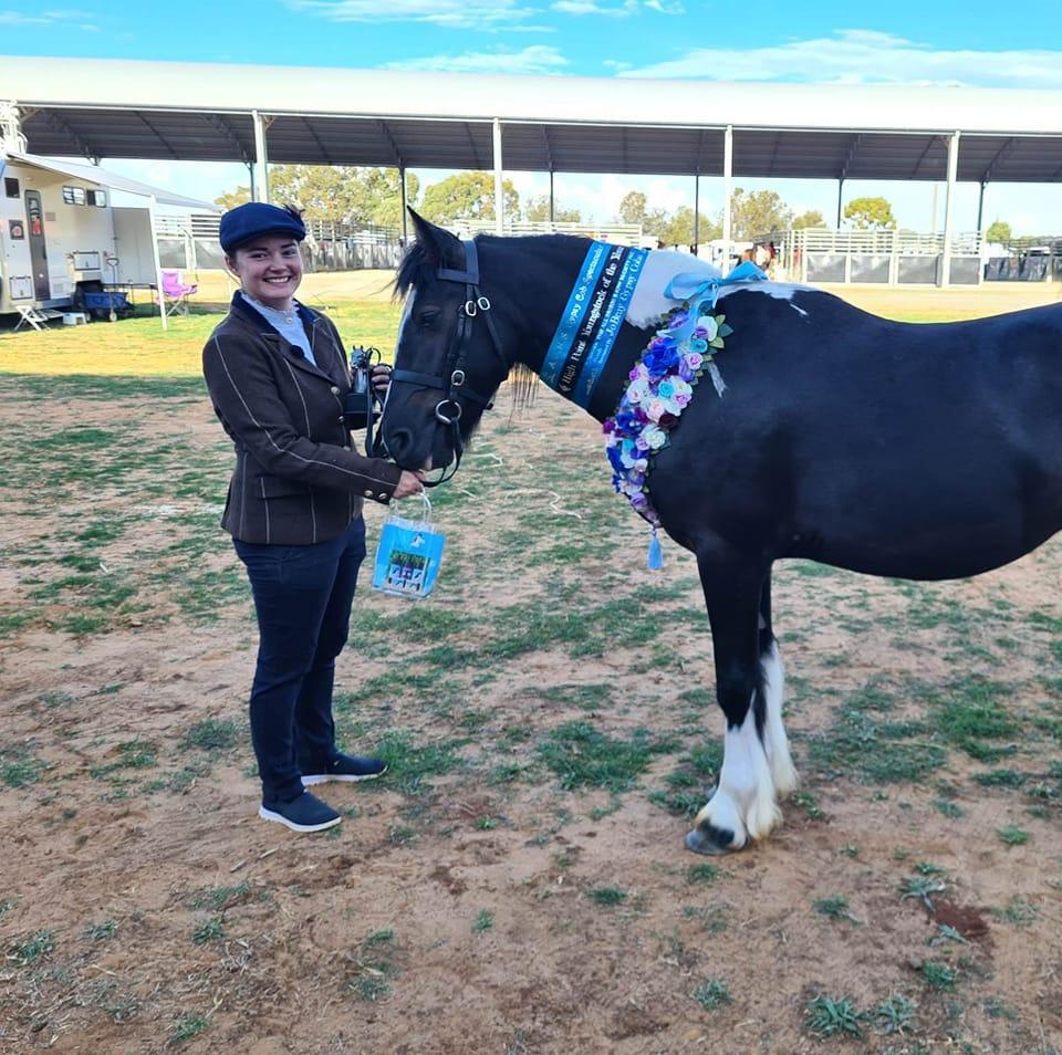 Clydesdale Cross Sport Horse Association Promoting the Clydesdale