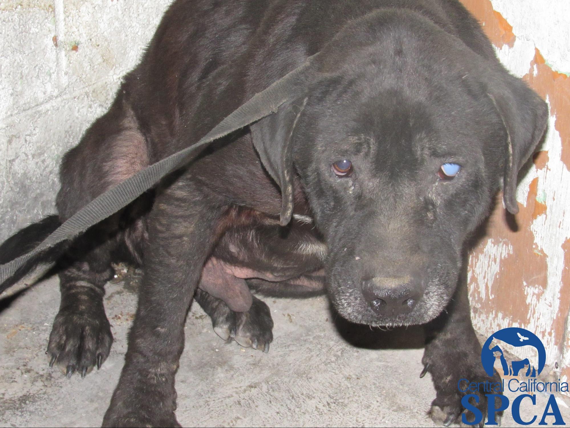 383 Neglected Animals 9 Central California SPCA, Fresno, CA