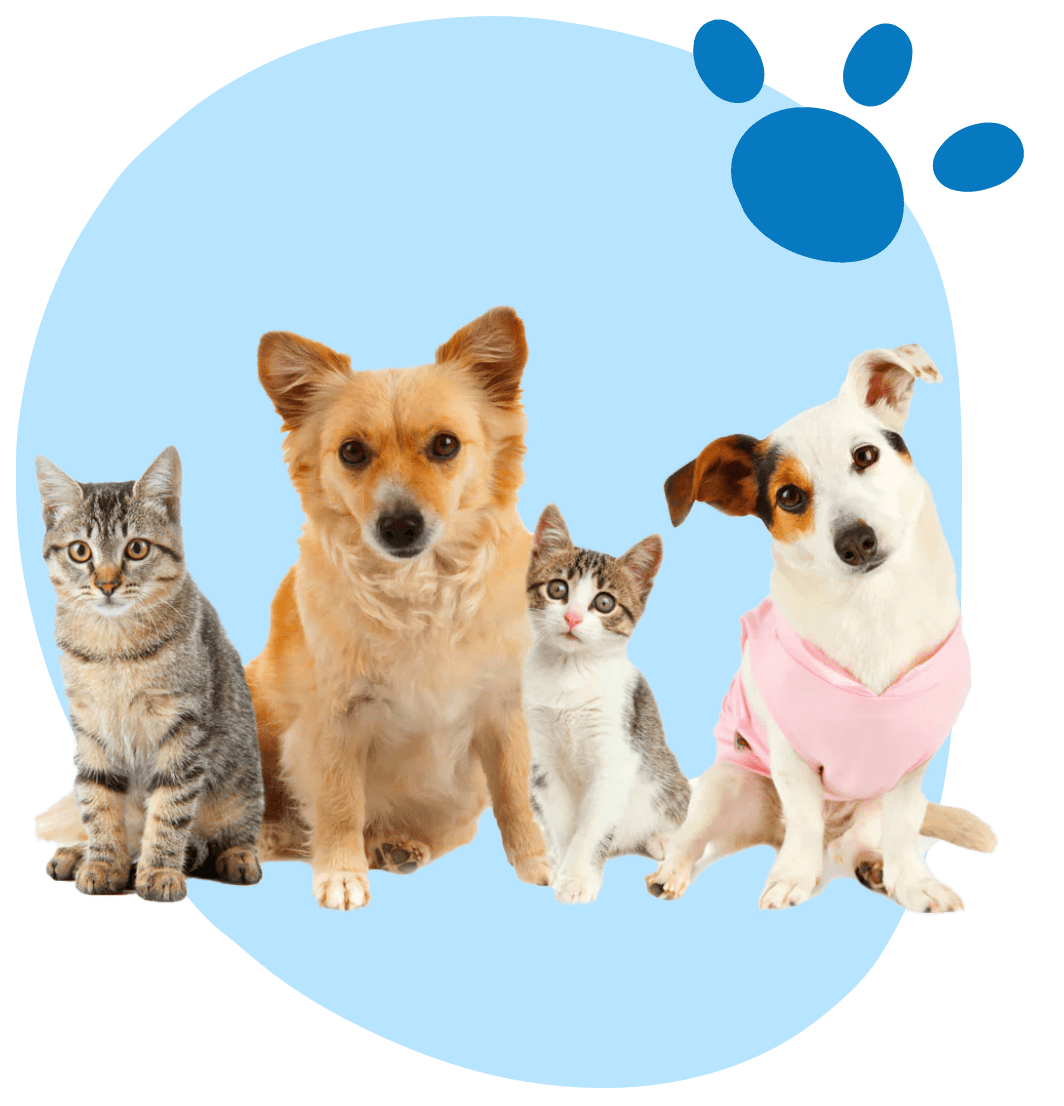 Surrendering Your Pet 2023 Central California SPCA, Fresno, CA