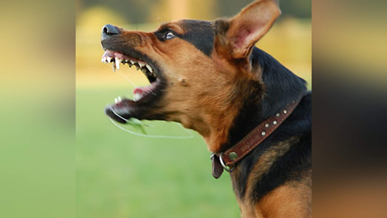 Dog Was Barking Up The Wrong Tree The Spoof