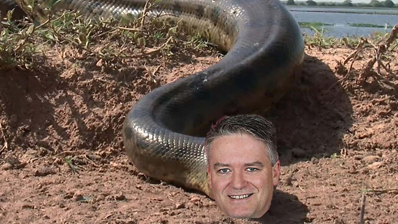 World's largest snake discovered in Australia's Federal Capital The Spoof