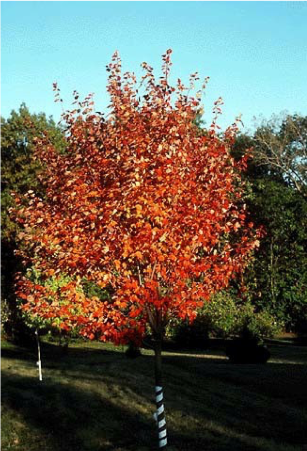 Northwood Maple Coeur d Alene Trees