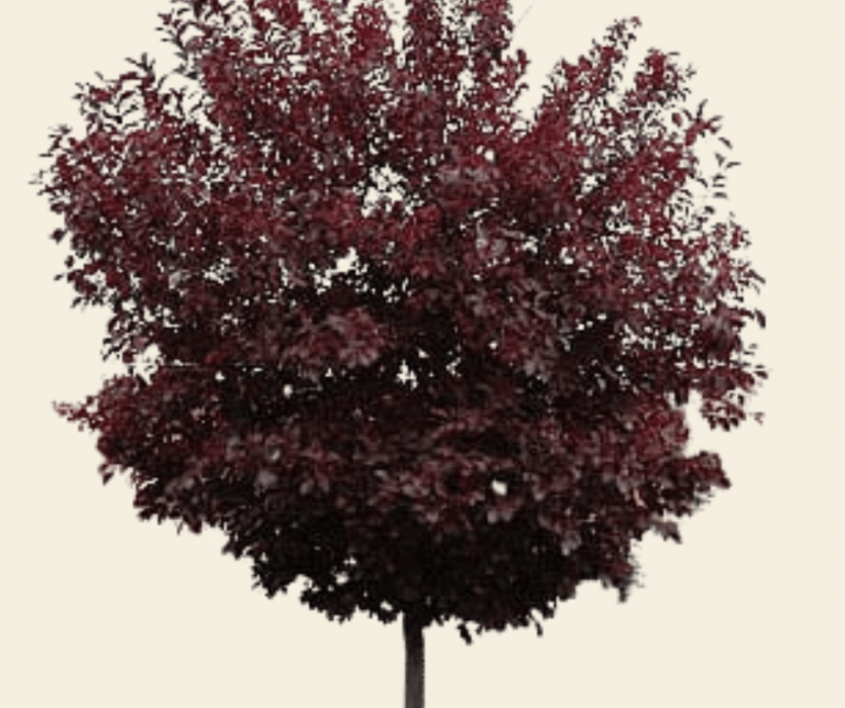 FLOWERING CHERRY CANADA RED Coeur d Alene Trees