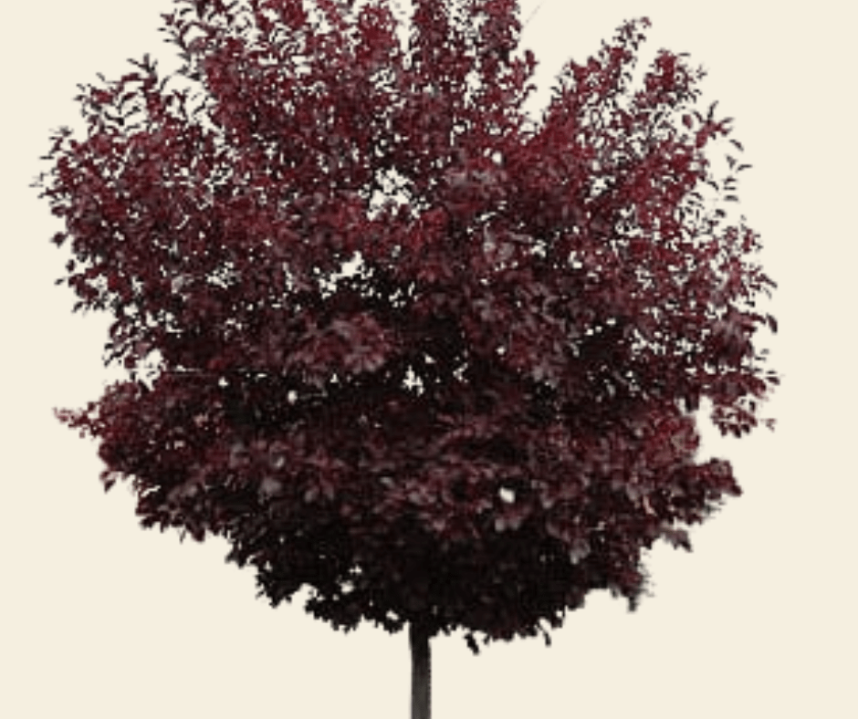 FLOWERING CHERRY CANADA RED Coeur d Alene Trees