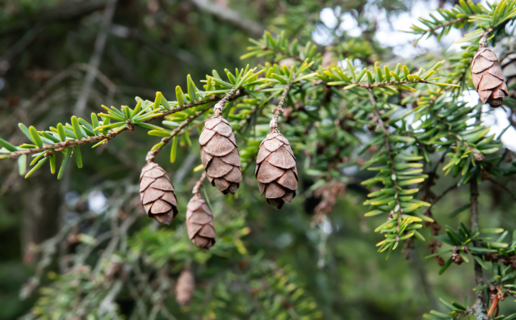 WESTERN HEMLOCK Coeur d Alene Trees