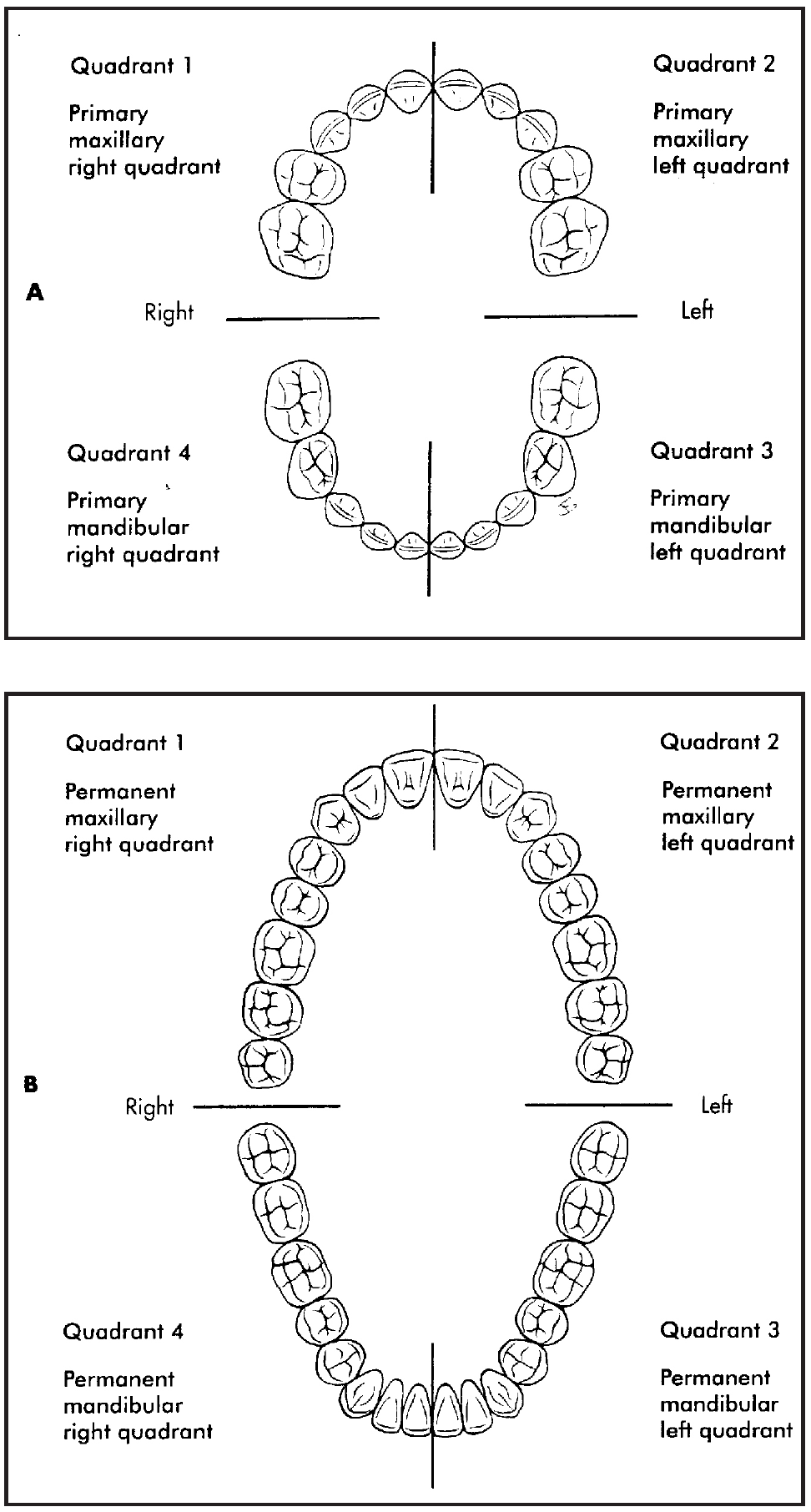 Introduction To Dental Anatomy (Dental Anatomy, Physiology, 54 OFF