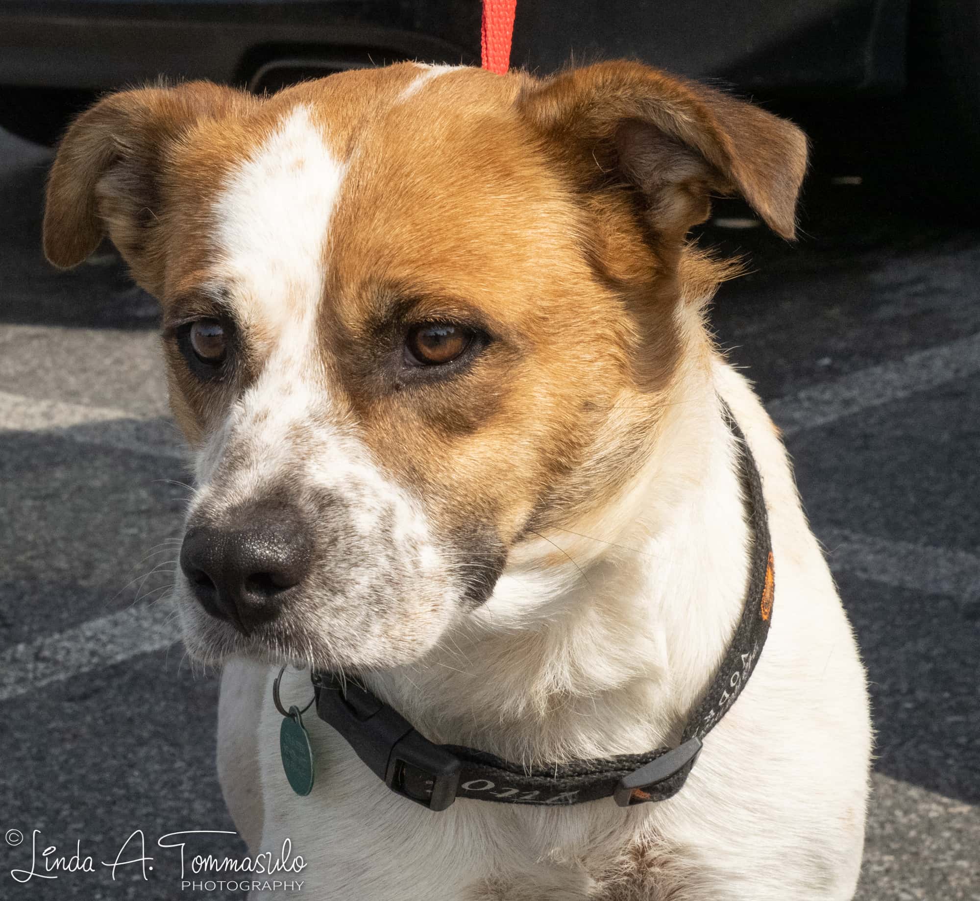 Archer Capital District Humane Association