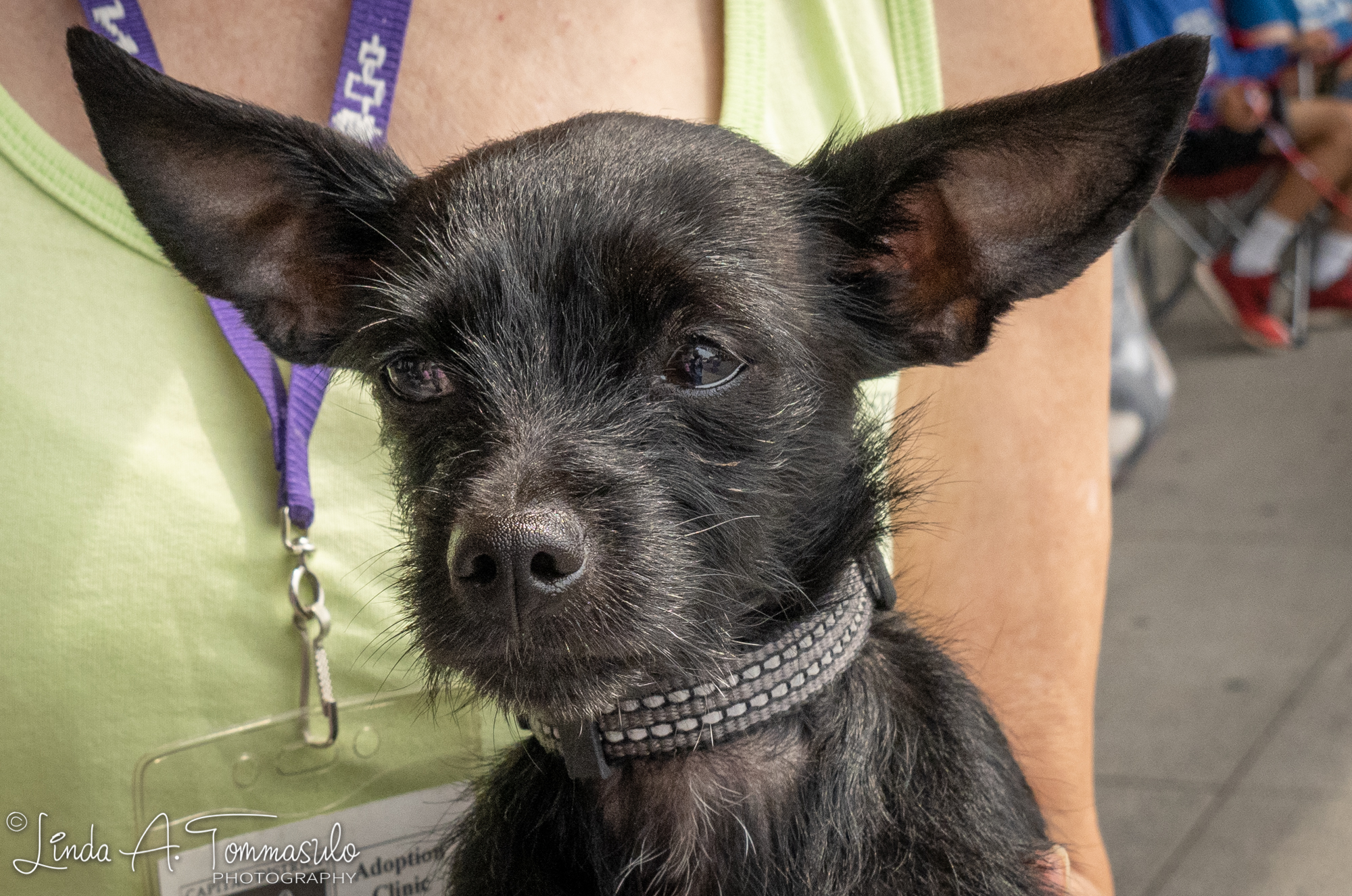 Mia Capital District Humane Association