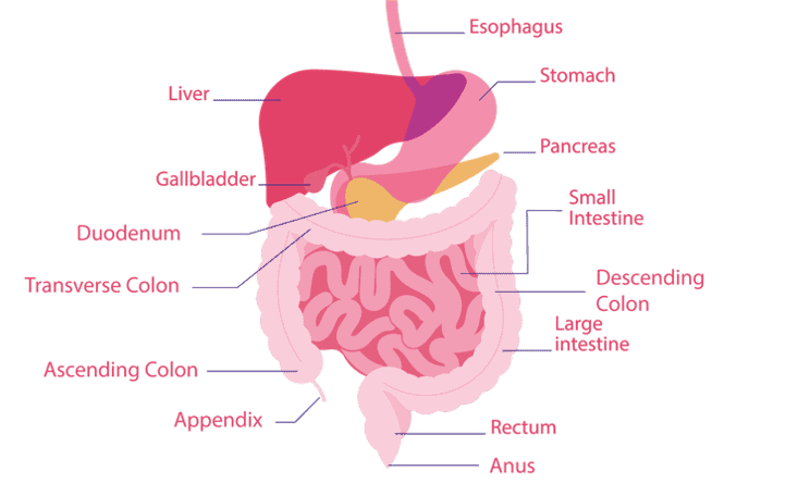 Digestive System Colon
