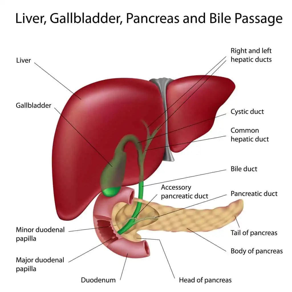 What are Gallstones? Canadian Digestive Health Foundation