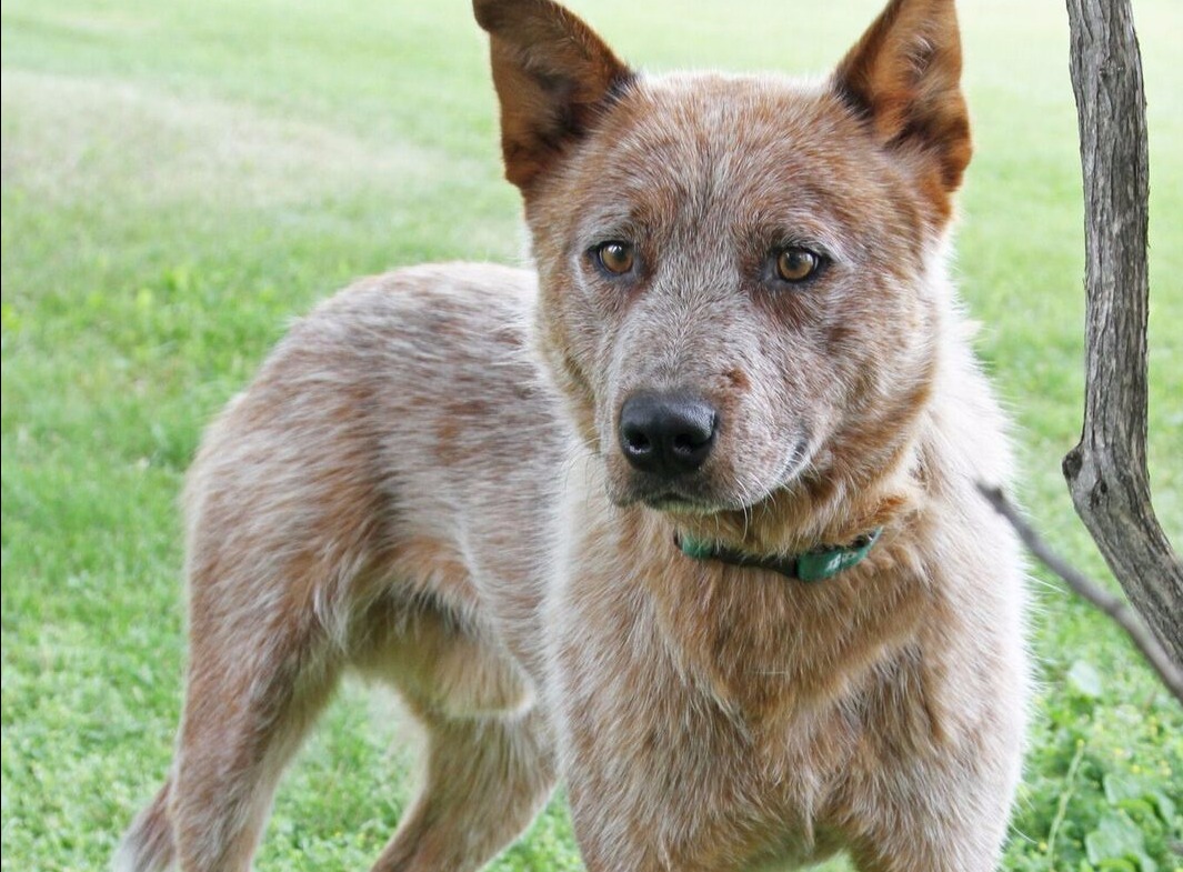 Central Dakota Humane Society Mandan, North Dakota