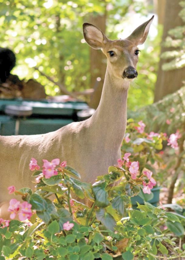 Not my roses! Keep deer out of the garden The Dispatch