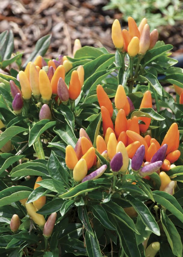 Southern Gardening Ornamental peppers offer beautiful summer heat