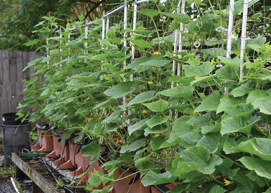 Southern Gardening Use trellises to grow pickles to eat, share The