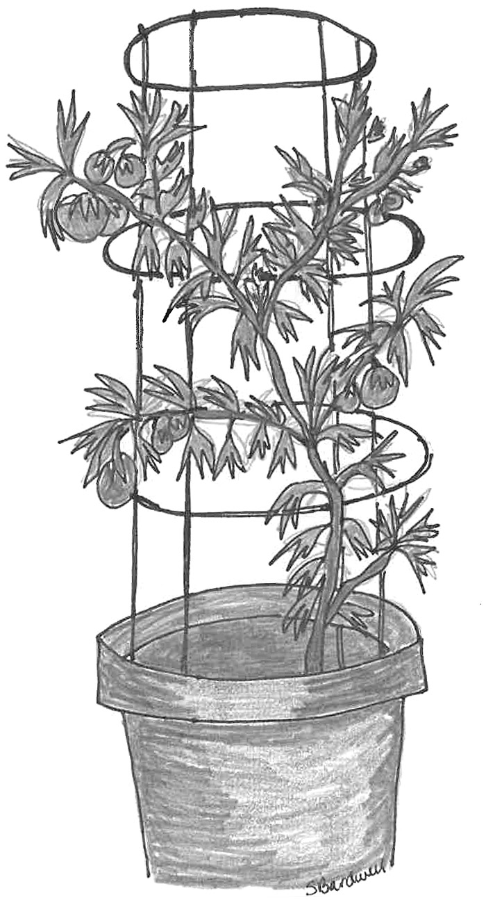 Tomato Leaves Drawing