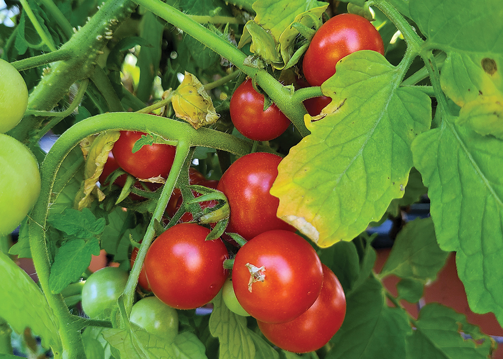 Southern Gardening Tips for growing tomatoes The Dispatch