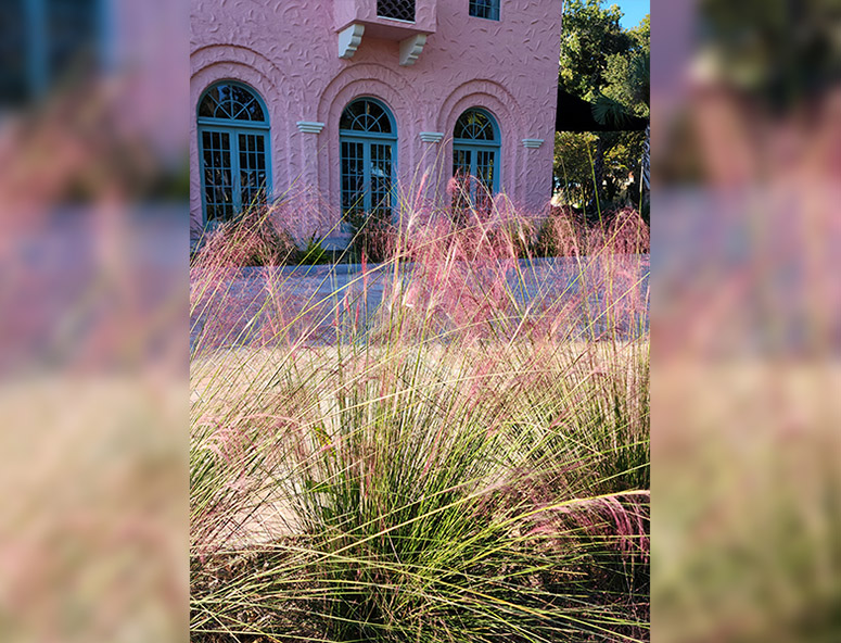 Southern Gardening Use pink muhly grass for winter garden color The