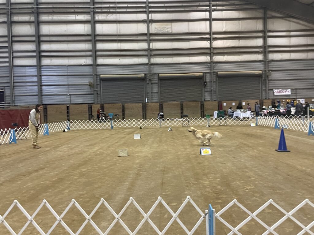 Golden Triangle Kennel Club of Mississippi Dog Show The Dispatch
