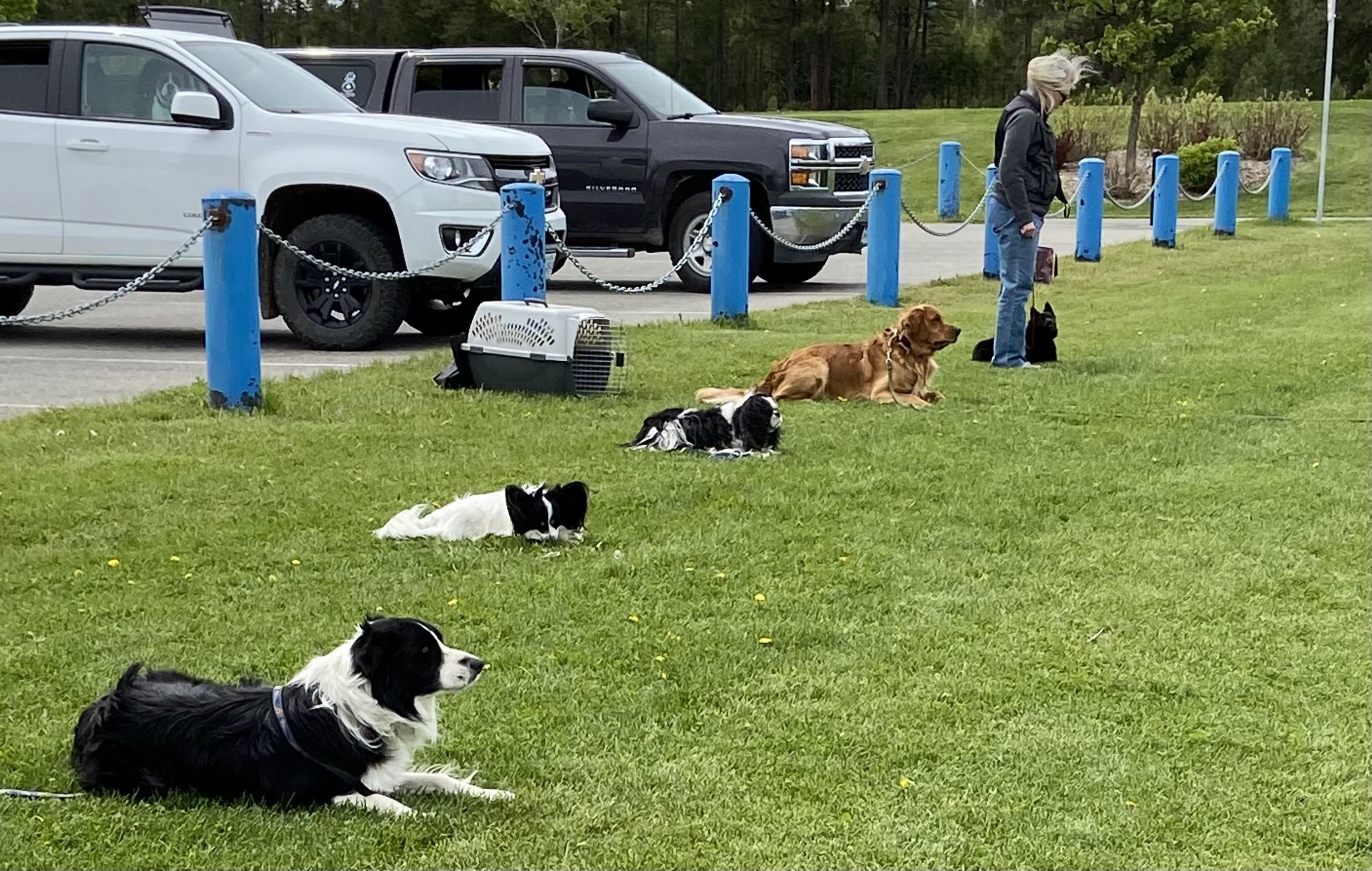 Activities Cranbrook and District Kennel Club
