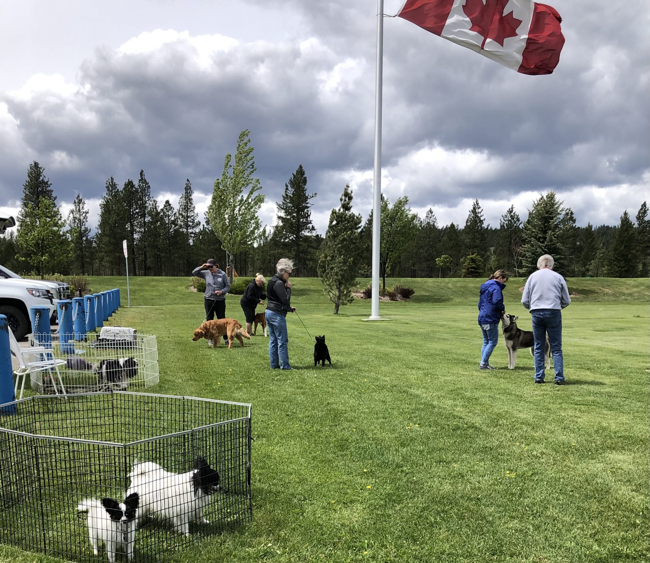 Activities Cranbrook and District Kennel Club