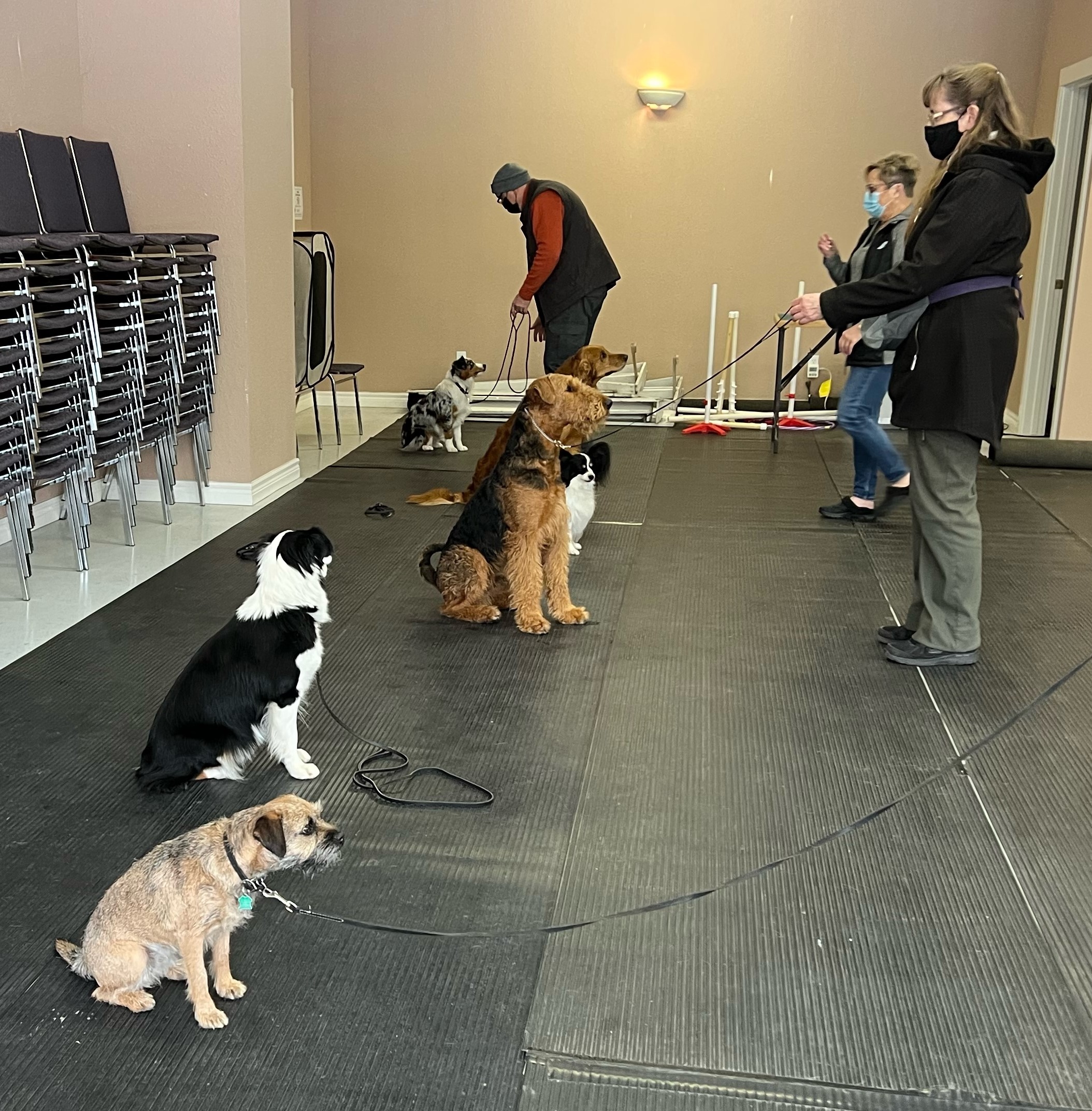 Activities Cranbrook and District Kennel Club