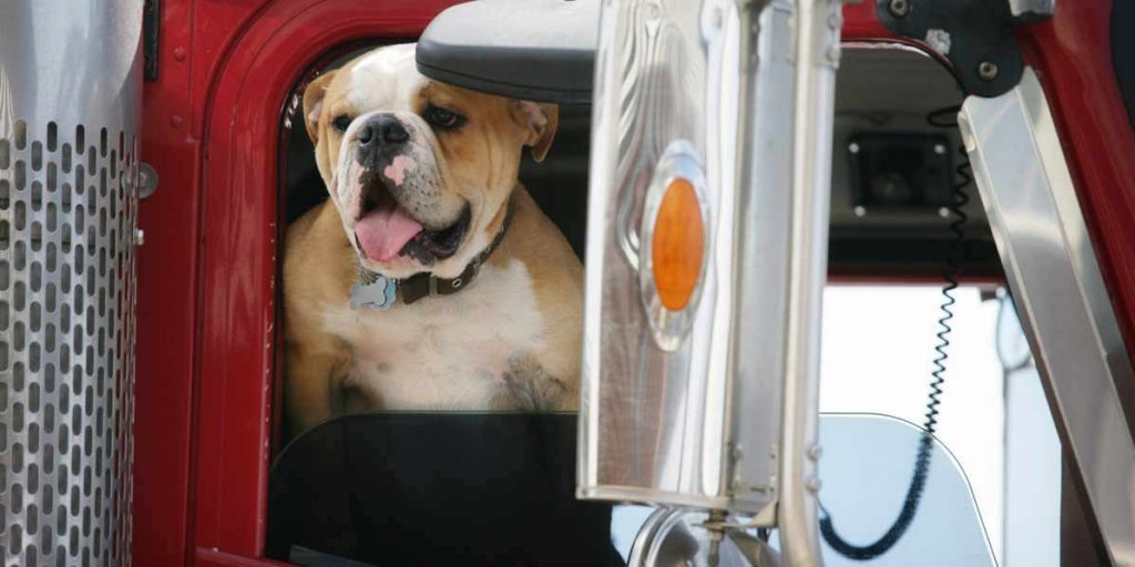 10 Best Trucker Dogs & Tips for Traveling with Your Dog Free CDL