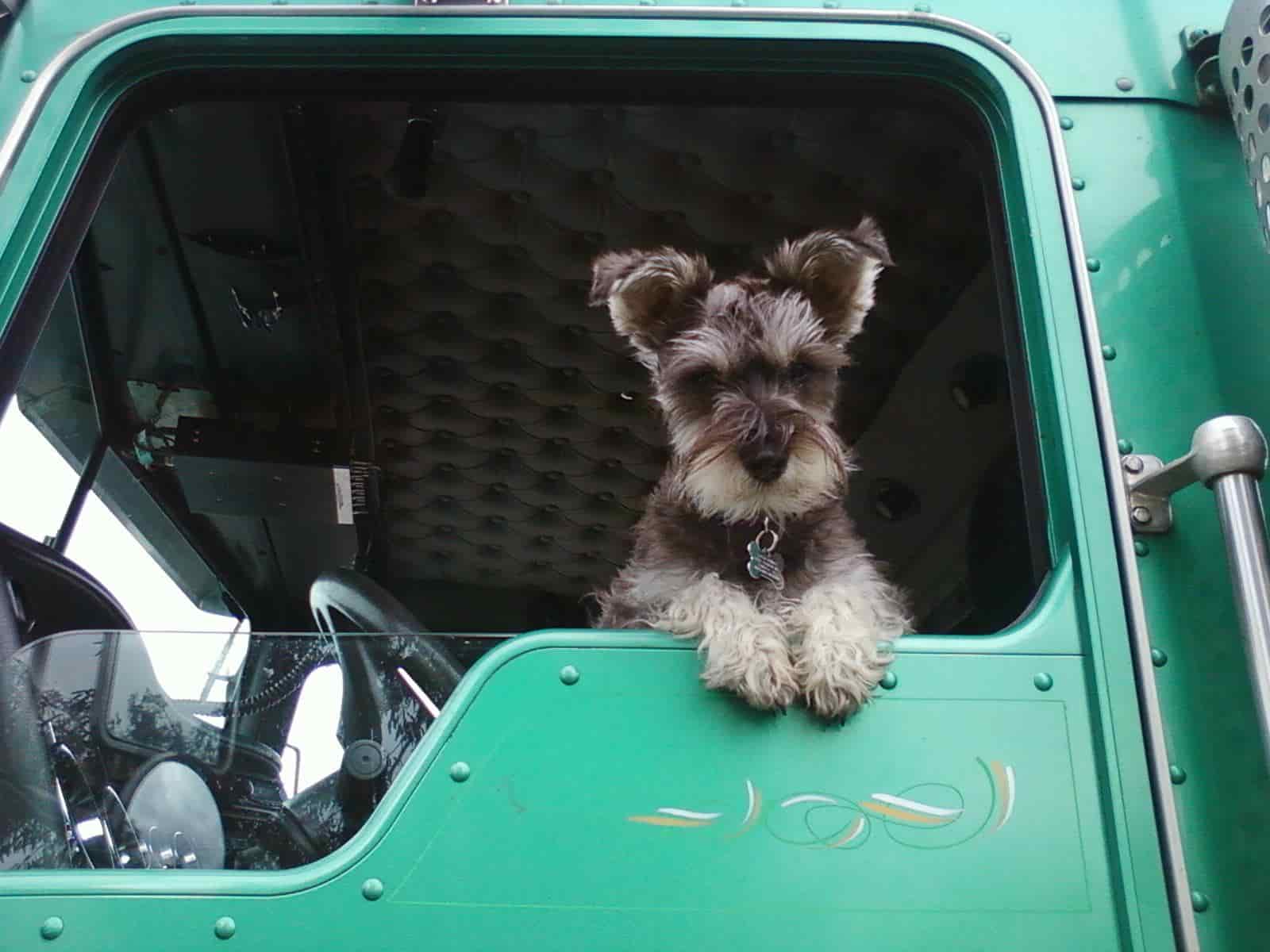 10 Best Trucker Dogs & Tips for Traveling with Your Dog Free CDL