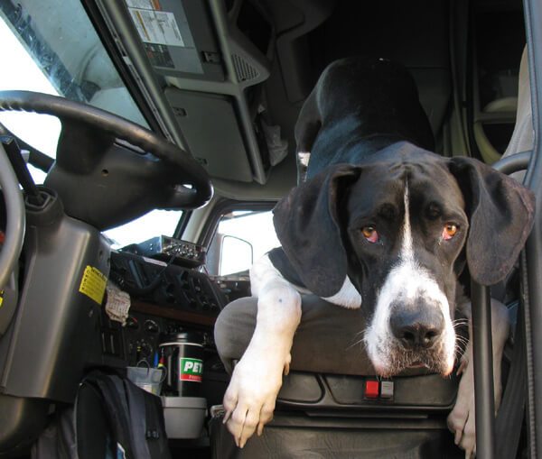 Trucking With Pets Dog and Cat Pictures CDL Life