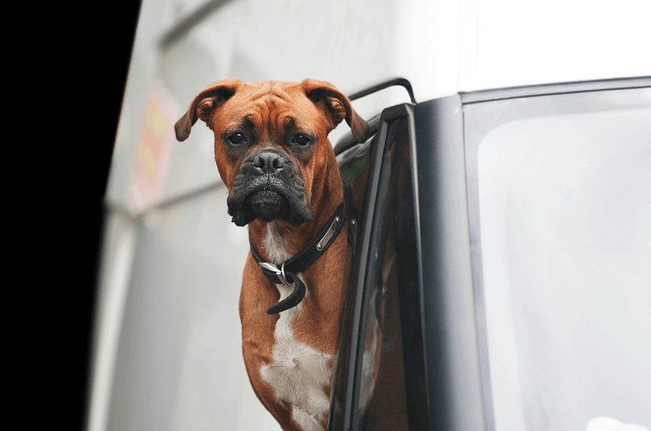New Jersey Bill Would Make It Illegal To Drive With Unrestrained Pet