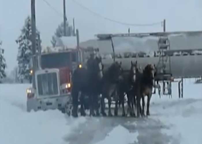 VIDEO Horses Pull Truck Out of Snow