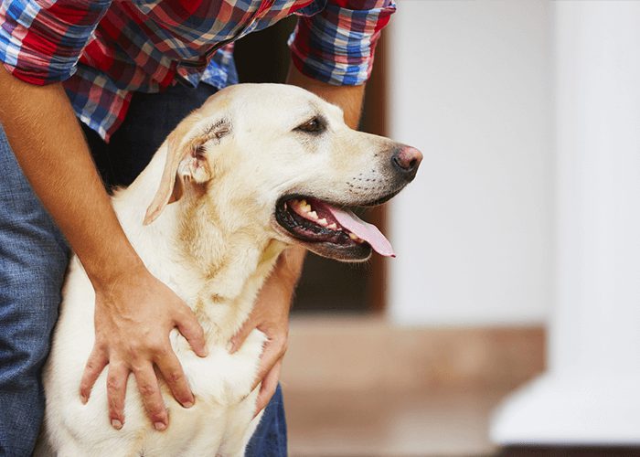 Looking For A PetFriendly Trucking Company? Start Here.